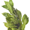 Echte Lorbeer Pflanze - Laurus nobilis - Gemüsegarten
