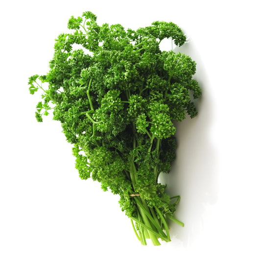 Krause Petersilie Pflanze - Bakker