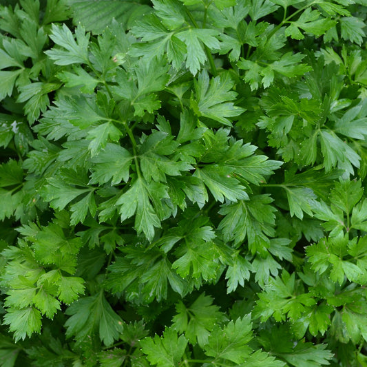 Petersilie Pflanze - Bakker