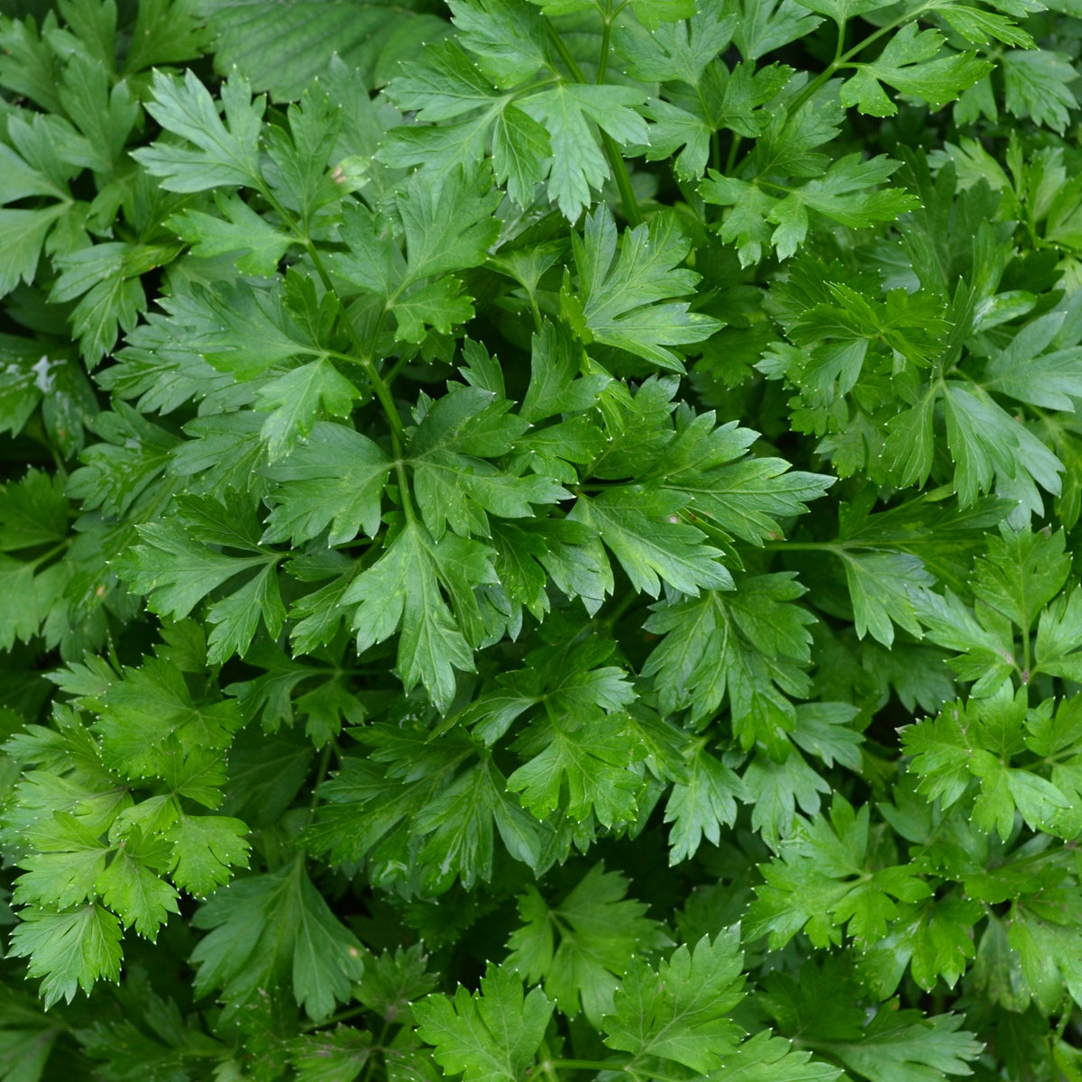 Glatte Petersilie Pflanze - Petroselinum crispum - Bakker