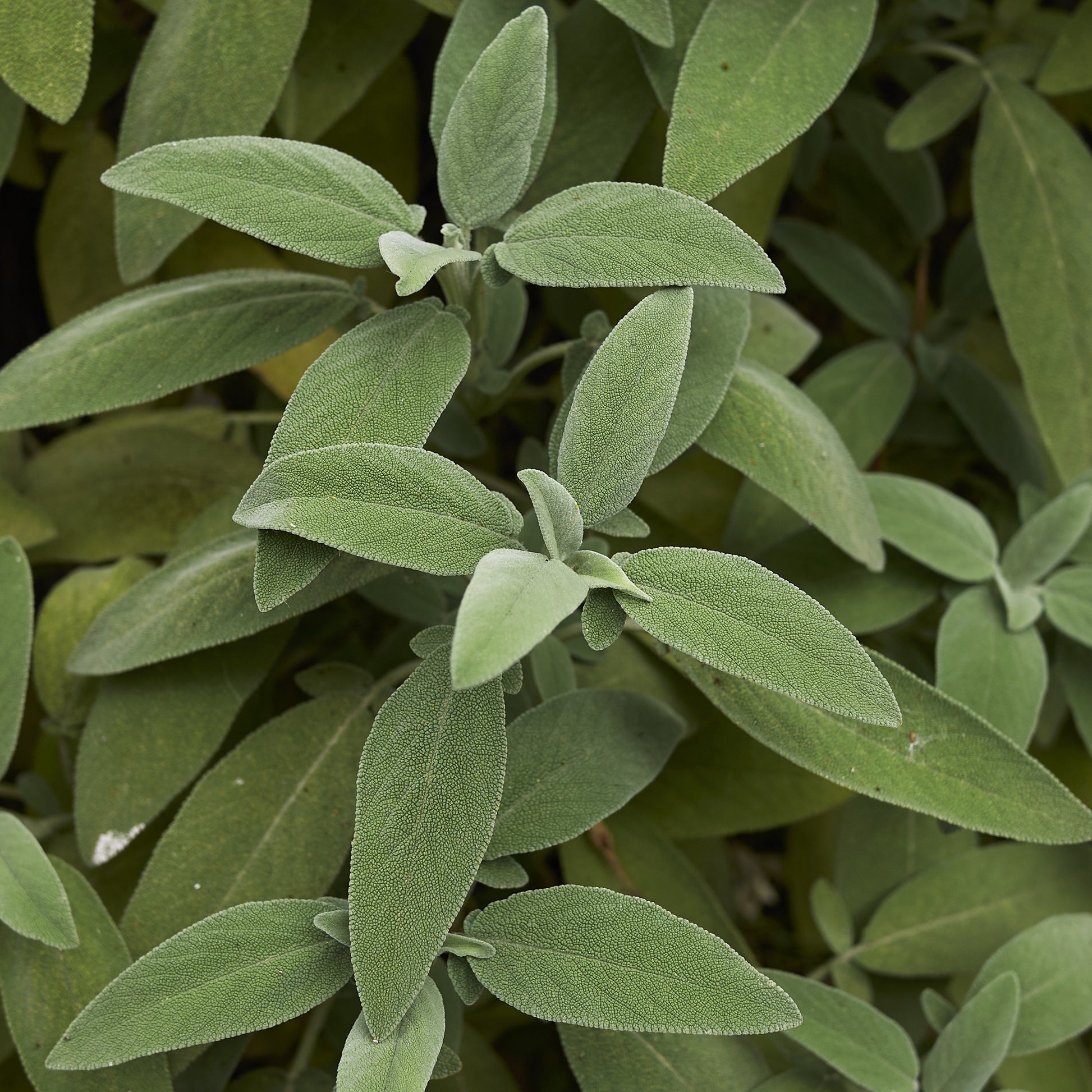 Echte Salbei Pflanze - Salvia officinalis - Gemüsegarten