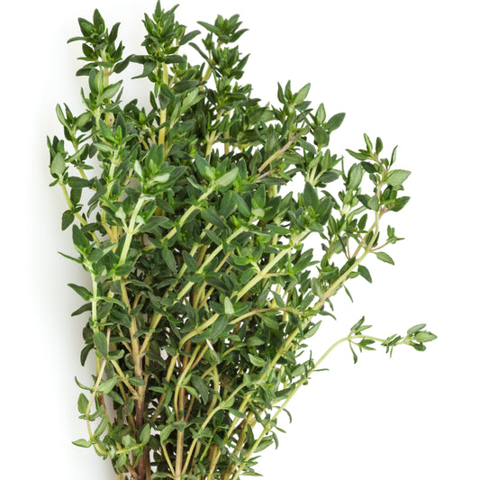 Gewöhnlicher Thymian Pflanze - Thymus vulgaris - Gemüsegarten