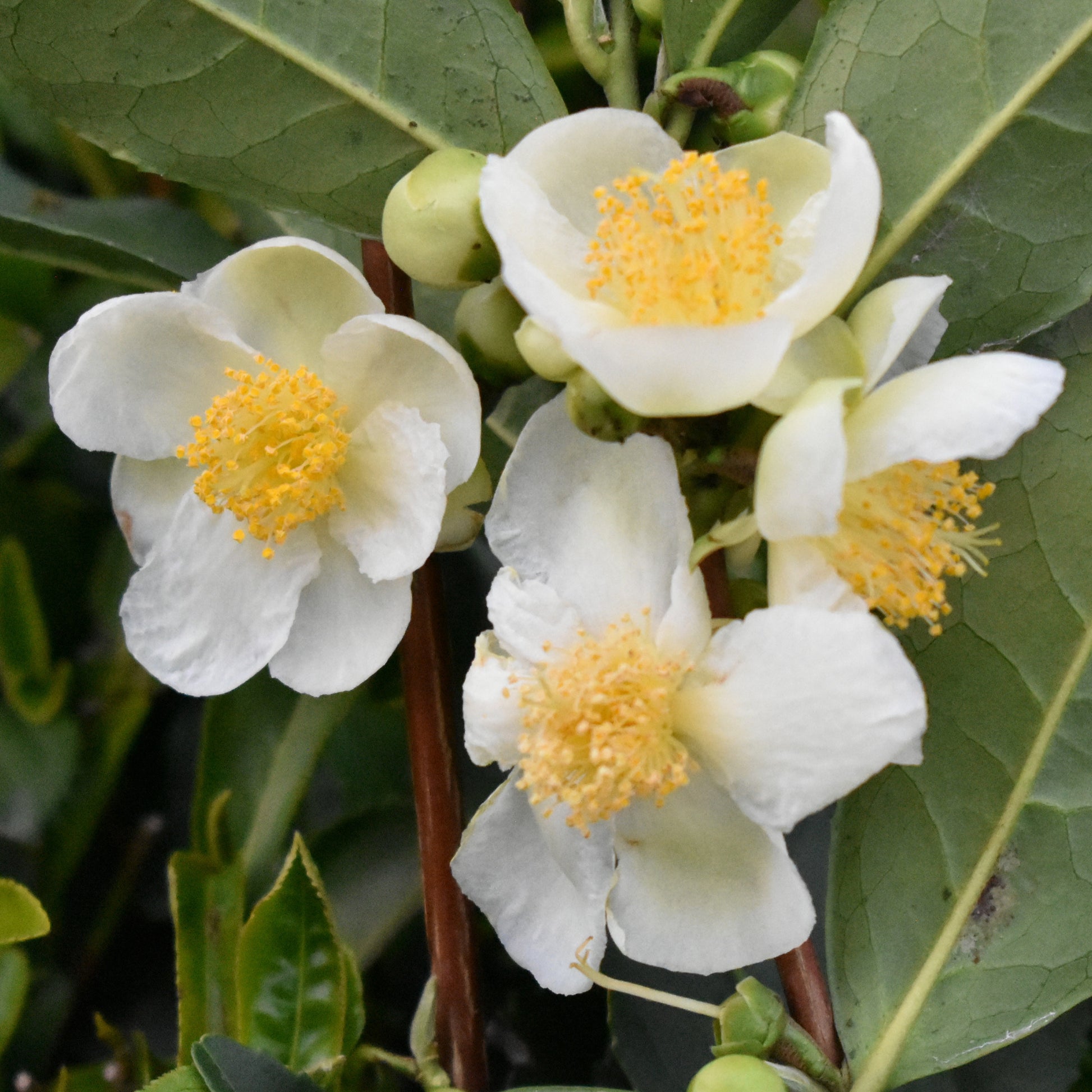 Teebaum - Camellia sinensis