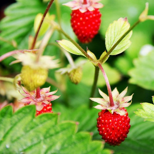 Walderdbeere Baron Solemacher (Rügen) - Fragaria vesca ruegen - Saatgut