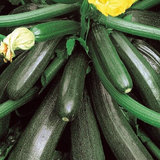 Zucchini Ambassador F1 - Bakker