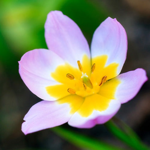 Wildtulpen bakeri Lilac Wonder (x10) - Tulipa lilac wonder - Blumenzwiebeln Frühlingsblüher