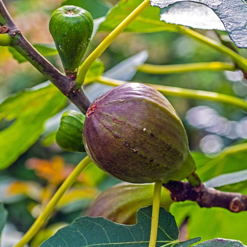 Feigenbaum auf Stamm - Ficus carica Brown Turkey - Bakker