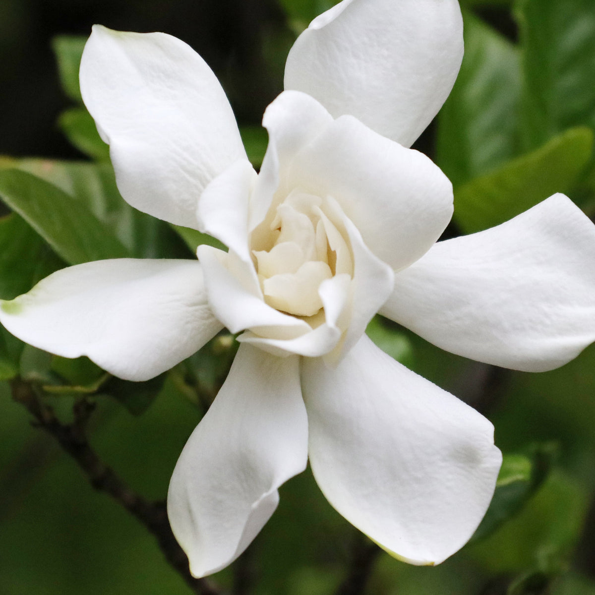 Gardenie Celestial Star - Bakker