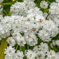 Sumpfschafgarbe Diadem (x3) - Achillea ptarmica diadem - Gartenpflanzen