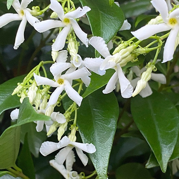 Trachelospermum jasminoides - Sternjasmin rosa und weiß (x2) - Sternjasmin - Trachelospermum