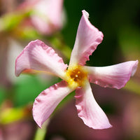Sternjasmin rosa und weiß (x2) - Trachelospermum jasminoides - Kletterpflanzen