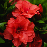Japanische Azalee rot - Azalea japonica red - Gartenpflanzen
