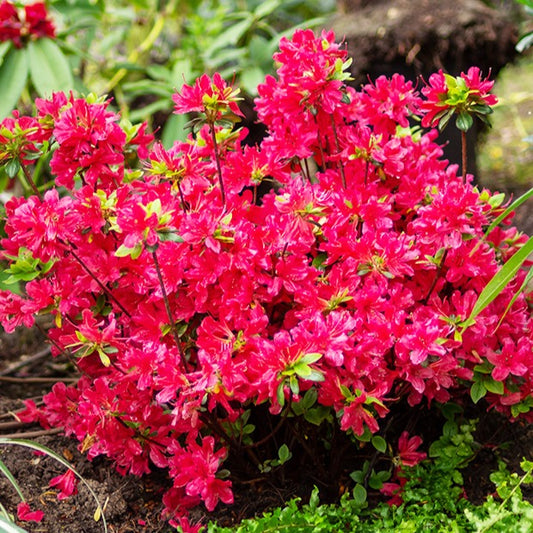 Japanische Azalee rot - Bakker