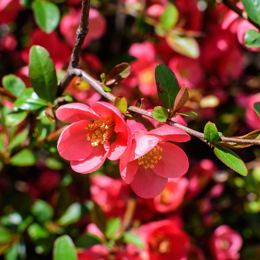 Japanische Zierquitte - Chaenomeles japonica - Sträucher