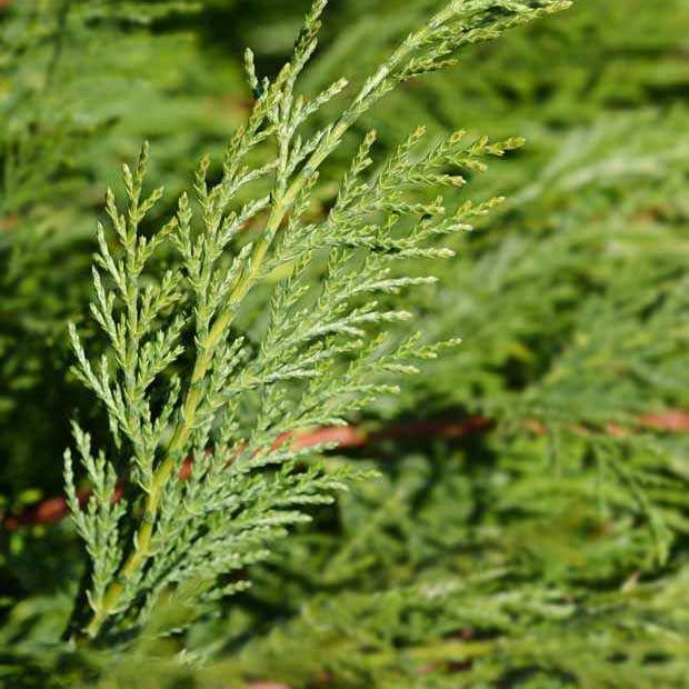 Leyland-Zypresse - Cupressus leylandii - Gartenpflanzen