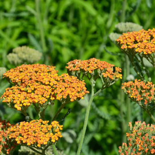 Schafgarbe 'Terracotta' - Bakker