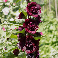 Stockrose Chater´s Double Scarlet - Alcea rosea chaters double group chesnut-brown - Gartenpflanzen