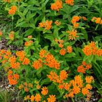 Tuberöse Asclepias - Asclepia tuberosa - Bakker