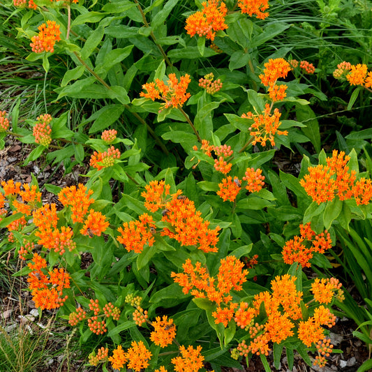Schmetterlings-Seidenpflanze - Asclepia tuberosa - Bakker