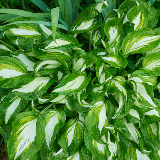 Hosta mit gewellten Blättern Mediovariegata - Hosta undulata mediovariegata - Gartenpflanzen