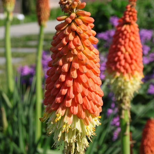 Fackellilie Alcazar - Kniphofia 'alcazar' - Sträucher und Stauden