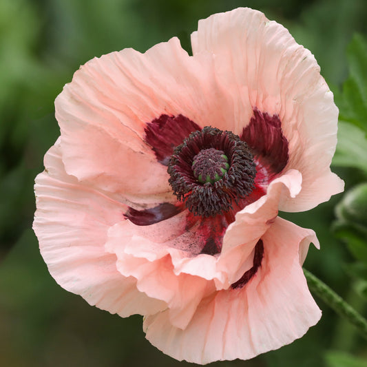 Orientalischer Mohn Mrs. Perry - Bakker