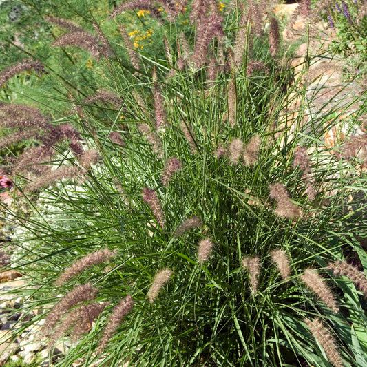 Orientalisches Lampenputzergras - Pennisetum orientale - Gartenpflanzen