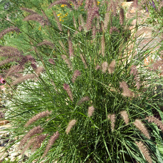 Orientalisches Lampenputzergras - Pennisetum orientale - Sträucher und Stauden