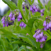 Großer Beinwell Purpureum - Symphytum officinale purpureum - Gartenpflanzen