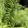 Japanische Aspidie Bärentatzen - Polystichum polyblepharum - Nach Sorten