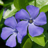 Großes Immergrün - Vinca major - Gartenpflanzen