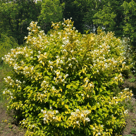 Gelbe Bauernjasmin - Philadelphus corononarius aureus - Gartenpflanzen