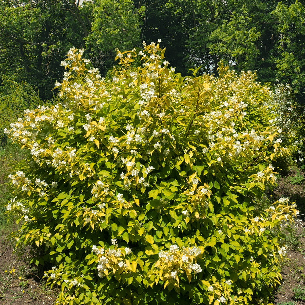 Gelbe Bauernjasmin - Philadelphus corononarius aureus - Gartenpflanzen