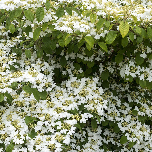 Japanischer Schneeball - Viburnum plicatum 'watanabe' - Gartenpflanzen