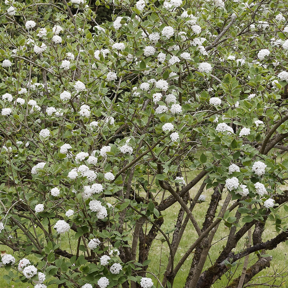 Oster-Schneeball - Viburnum burkwoodii - Gartenpflanzen