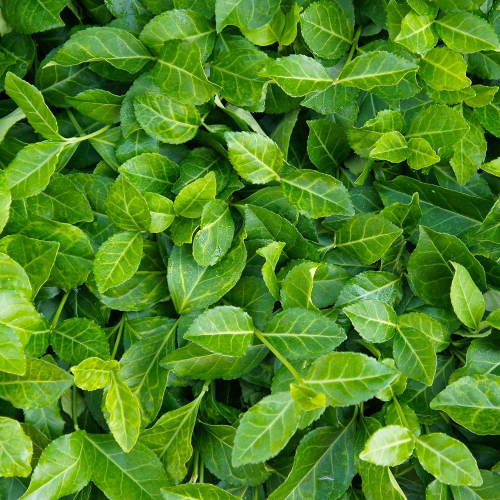 Kriechspindel Coloratus - Bakker