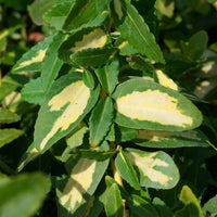 Immergrüne Kriechspindel Sunspot - Euonymus fortunei sunspot - Gartenpflanzen