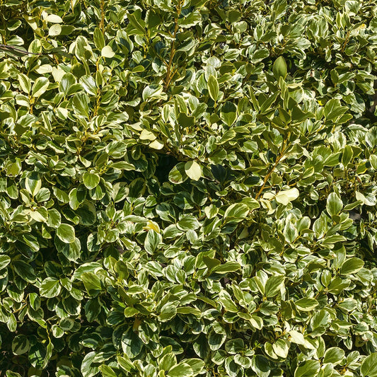 Bunt Griselinia - Griselinia littoralis variegata - Sträucher und Stauden