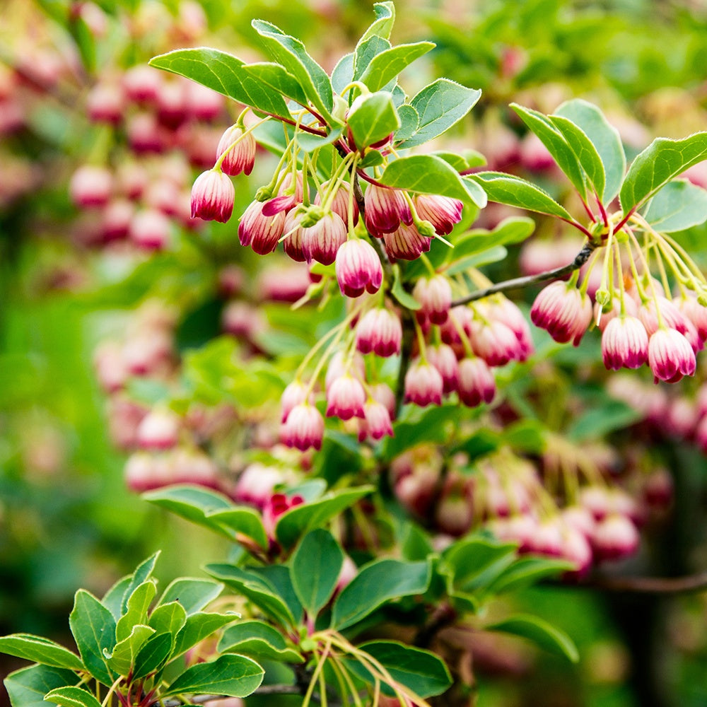 Prachtglocken - Enkianthus campanulatus red bells - Terrasse balkon