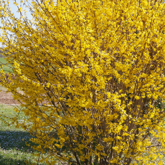 Forsythie Marée d'Or ® (Goldene Flut) - Bakker
