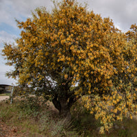 Steineiche - Quercus ilex - Bäume