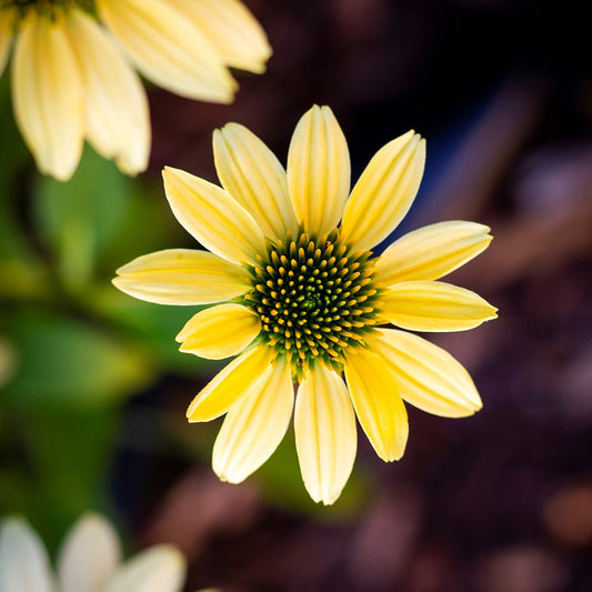 Gelber Sonnenhut Mellow Yellows - Bakker