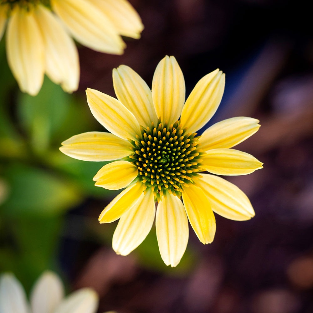 Gelber Sonnenhut Mellow Yellows - Echinacea purpurea mellow yellows - Gartenpflanzen