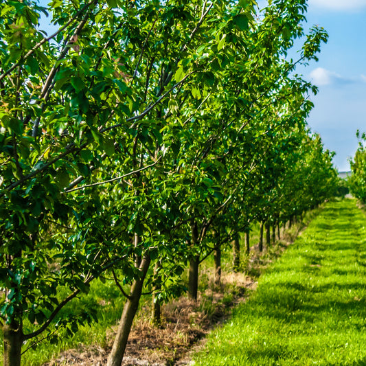 Pflaume Reine-Claude Goldene - Bakker