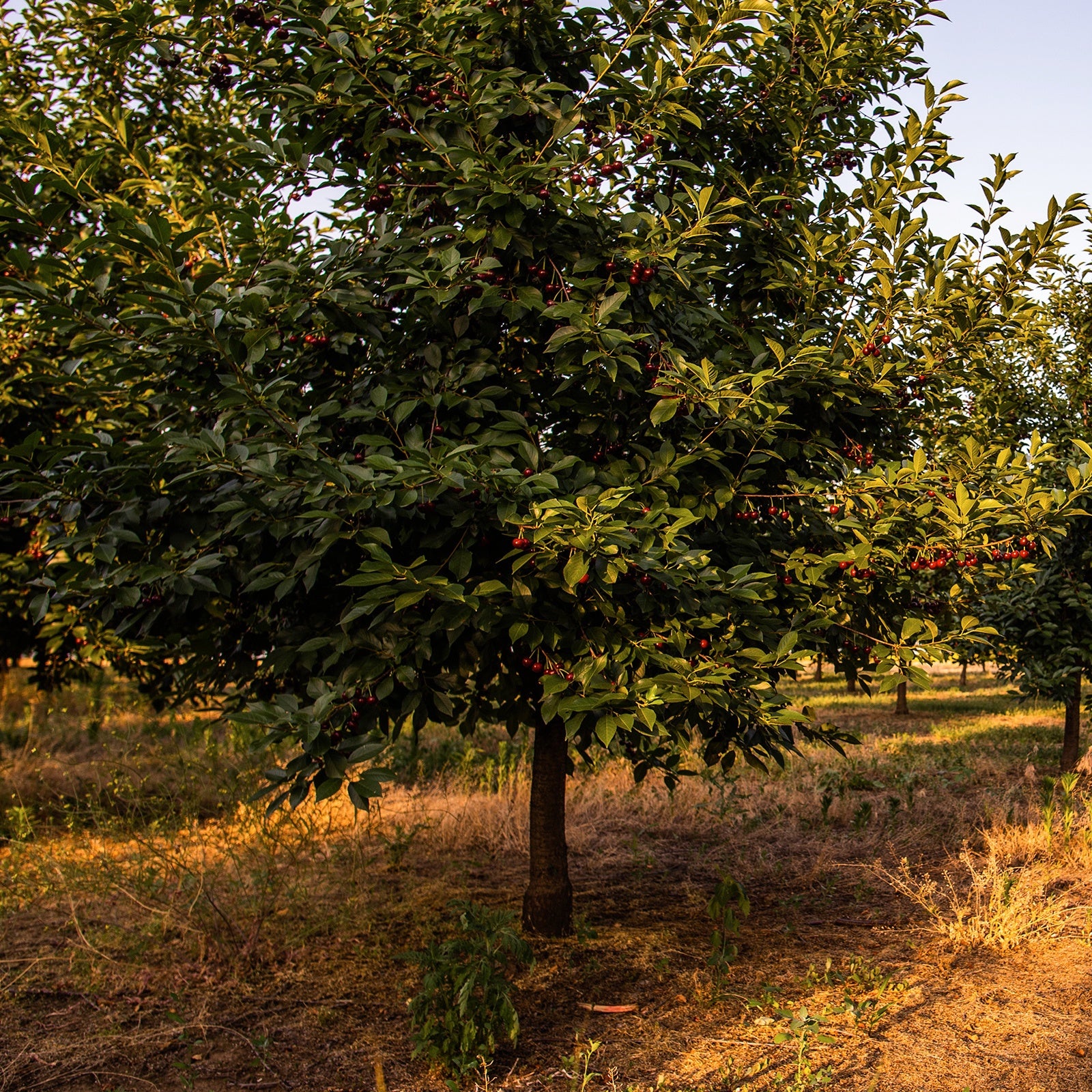 Kirsche Griotte de Montmorency - Prunus avium griotte de montmorency - Obstbäume