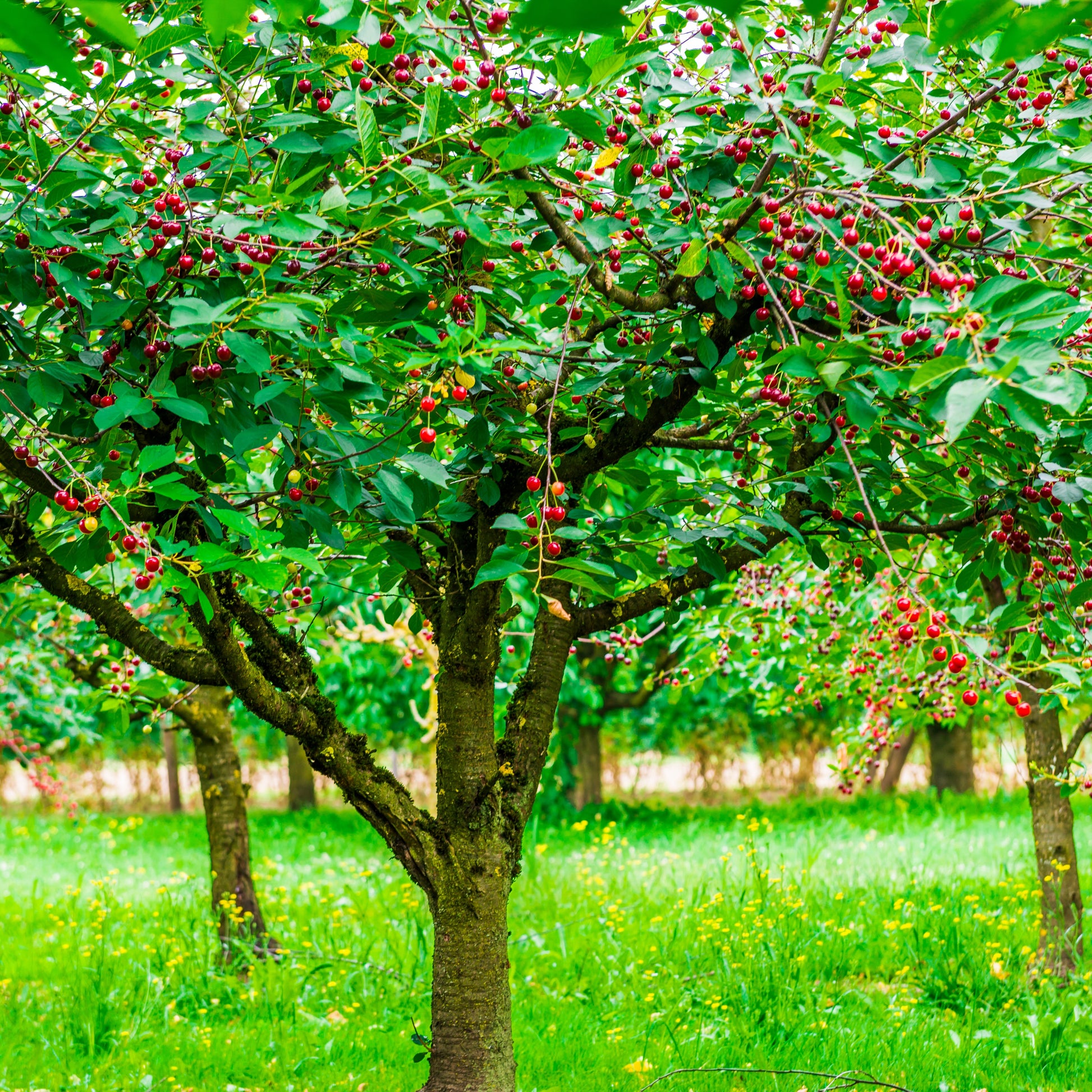 Kirsche Bigarreau Hatif Burlat - Prunus avium bigarreau hatif burlat - Obstbäume