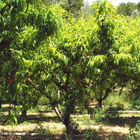 Pfirsich Red Haven - Prunus persica red haven - Obstbäume