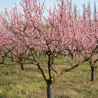 Pfirsichbaum Suncrest - Prunus persica suncrest - Obstbäume