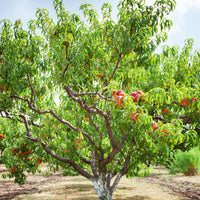 Pfirsichbaum Suncrest - Prunus persica suncrest - Pfirsich