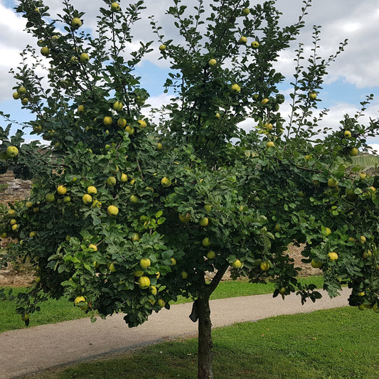 Quittenbaum - Bakker